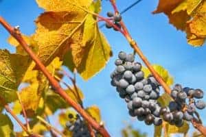 Wine grapes