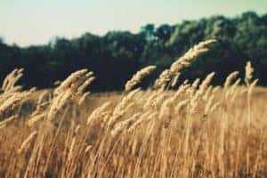 Wheat field 