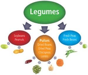 Legumes