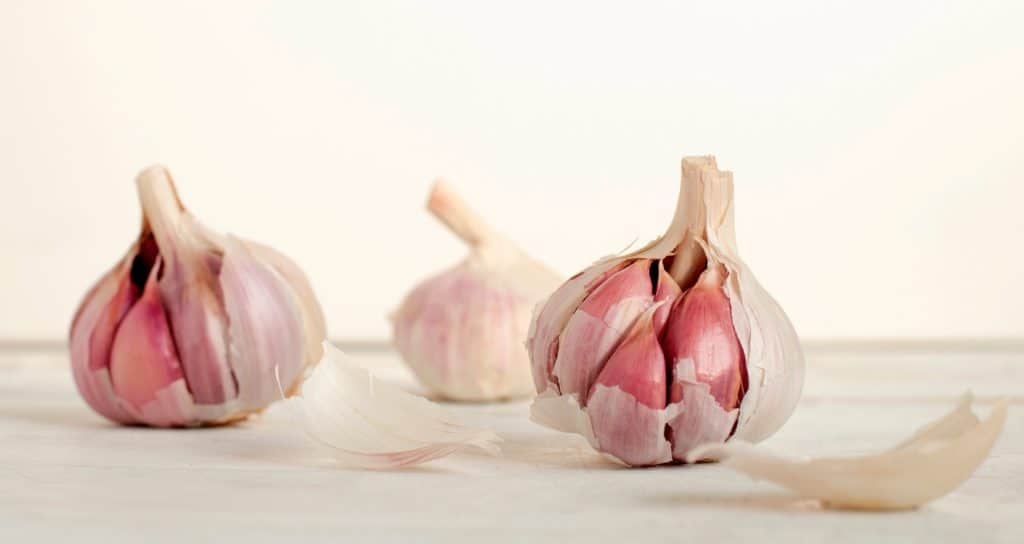 Garlic  breastfeeding nutrition 