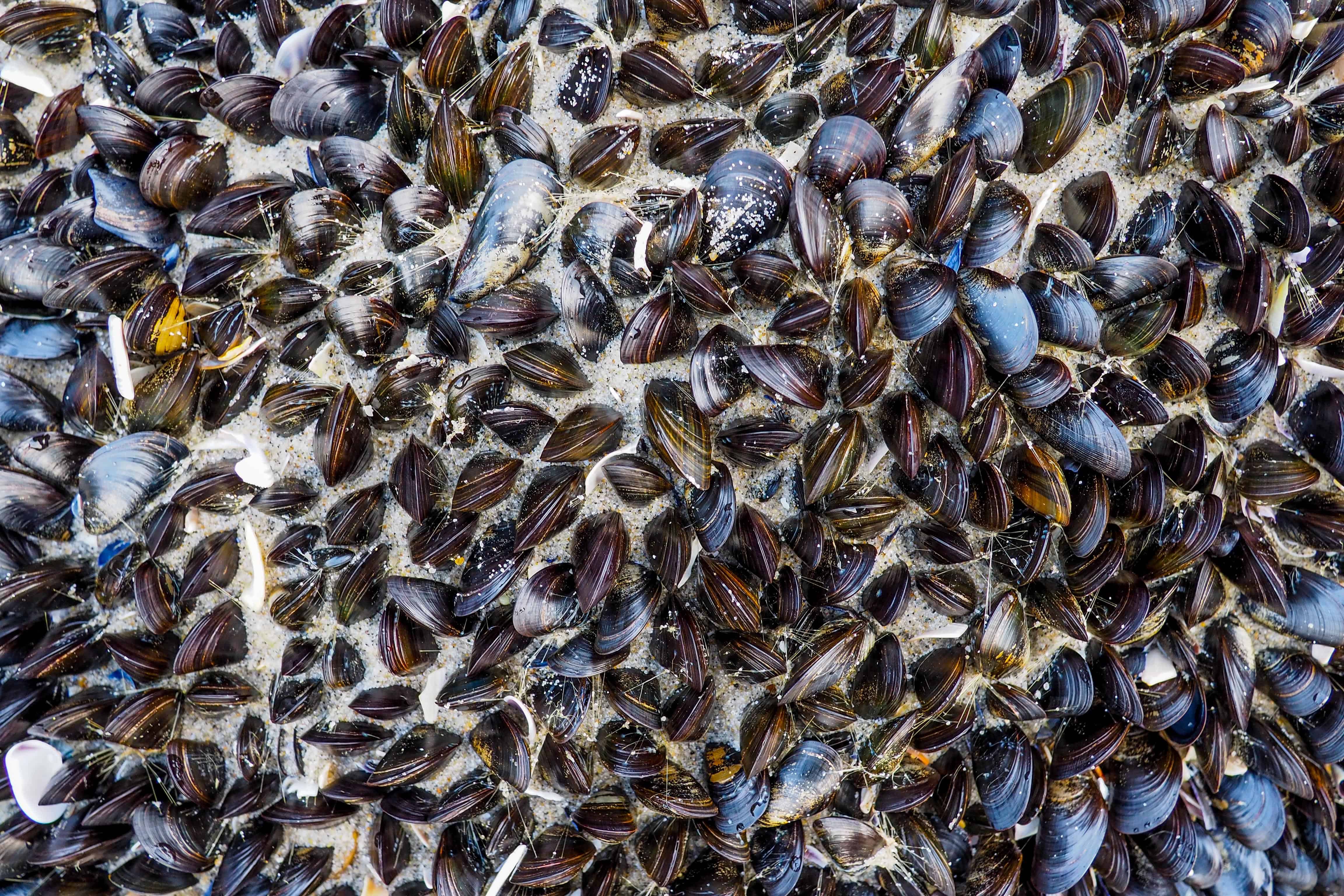 mussels shells