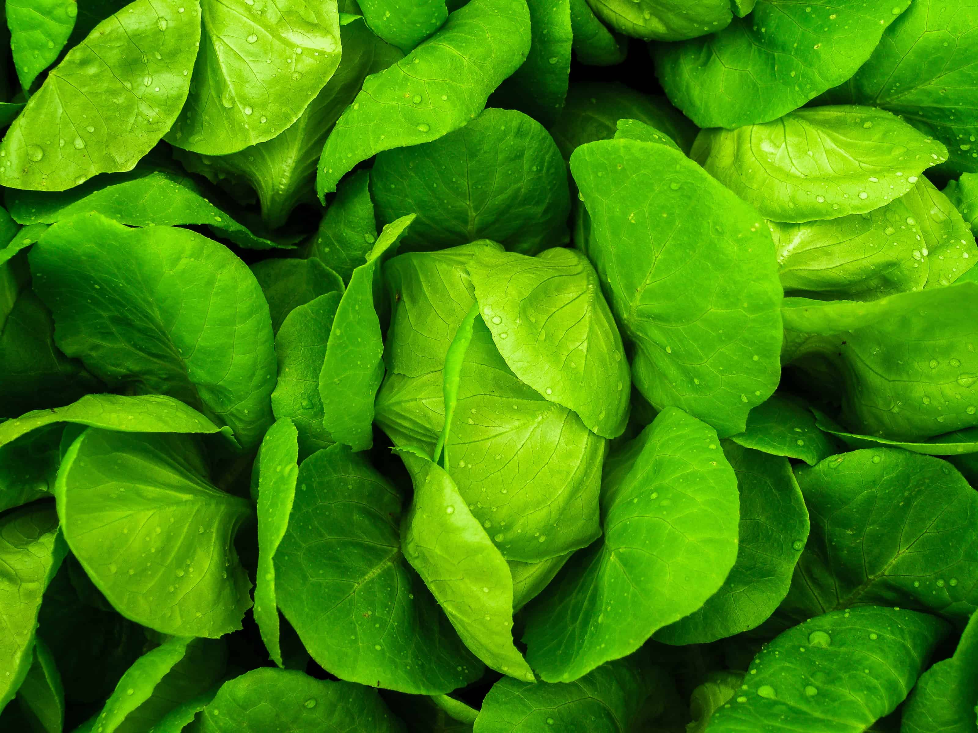 Leaf lettuce greens vegetable fresh