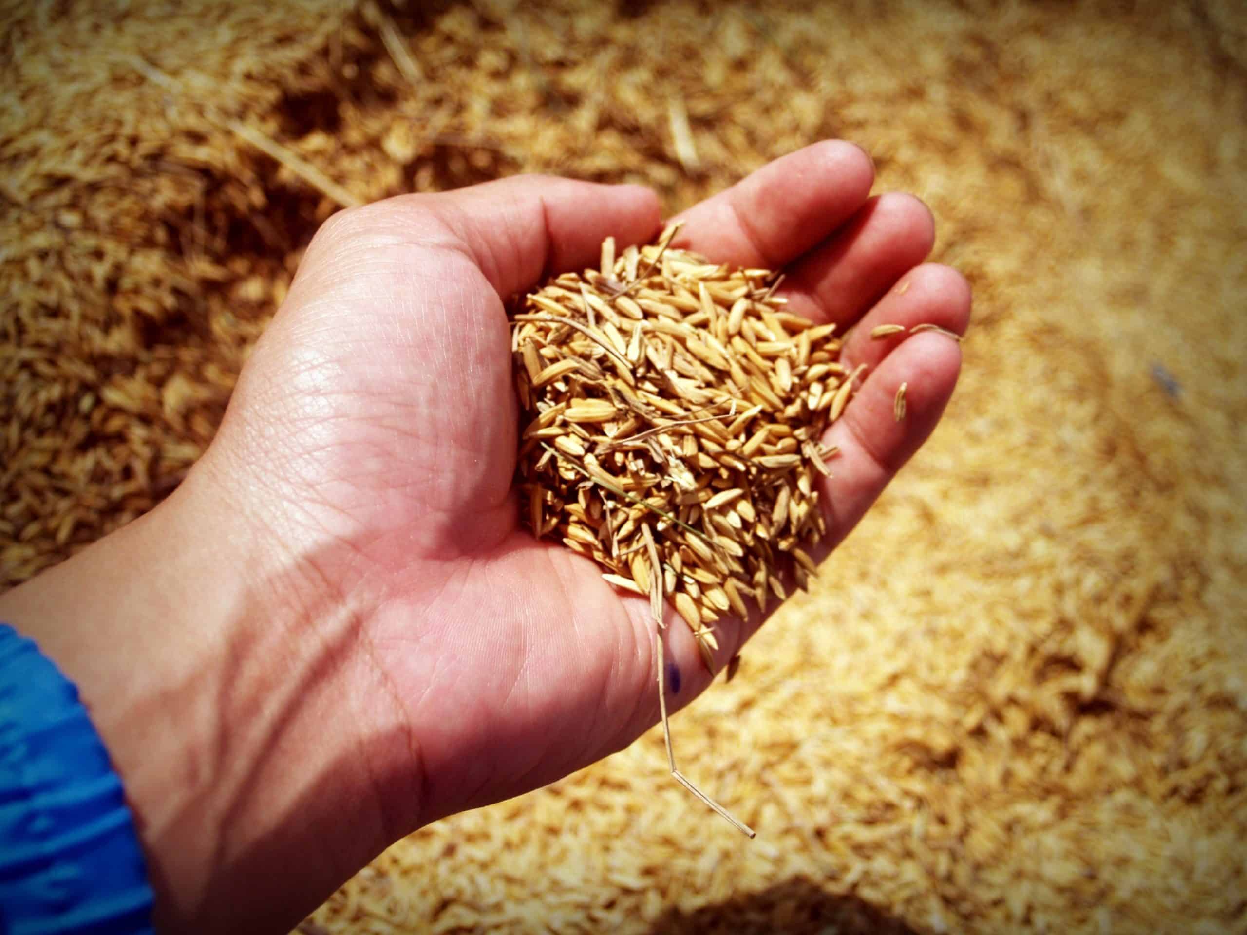 Sprouted grain