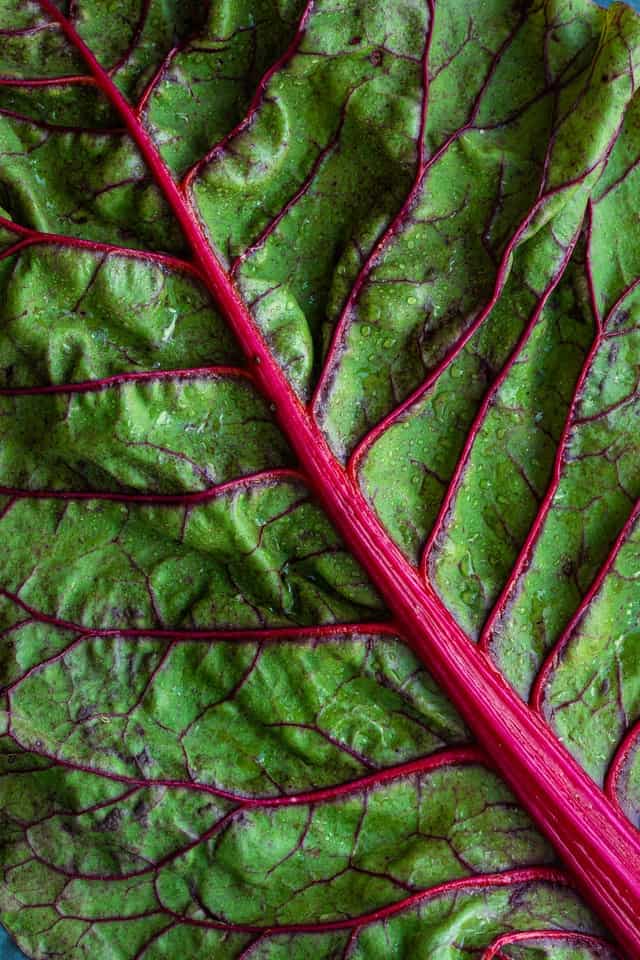 salad leaf meal prep recipe 