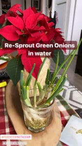 sprout green onions