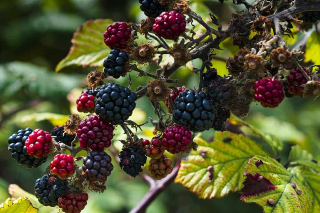Blackberries ripe for harvest in a summer garden.